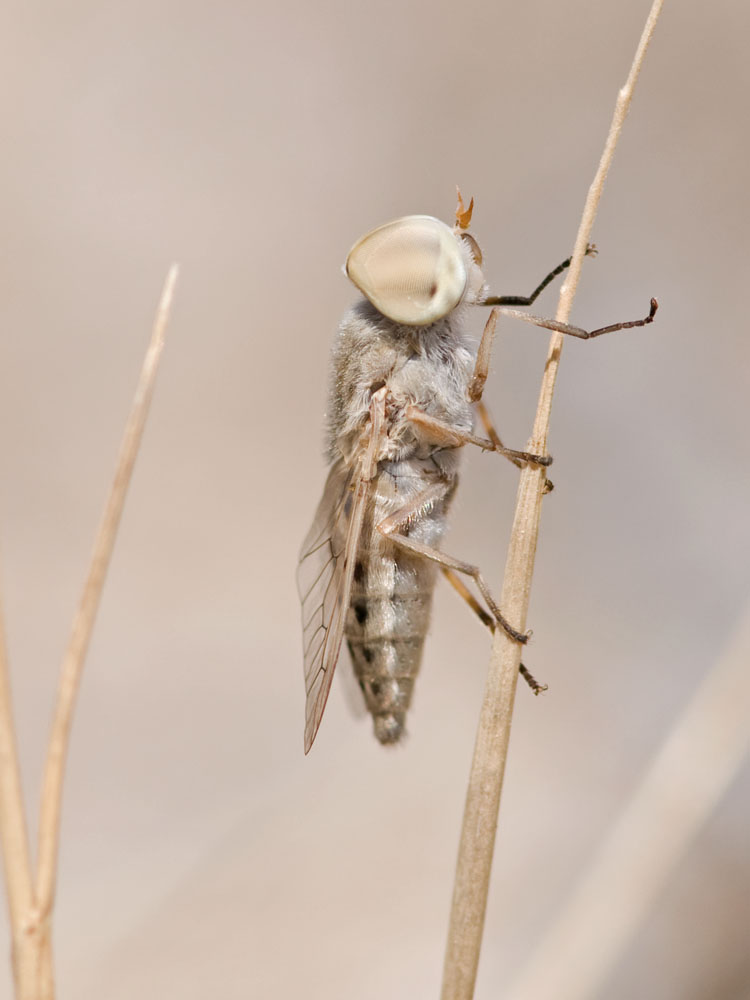 Atylotus pulchellus